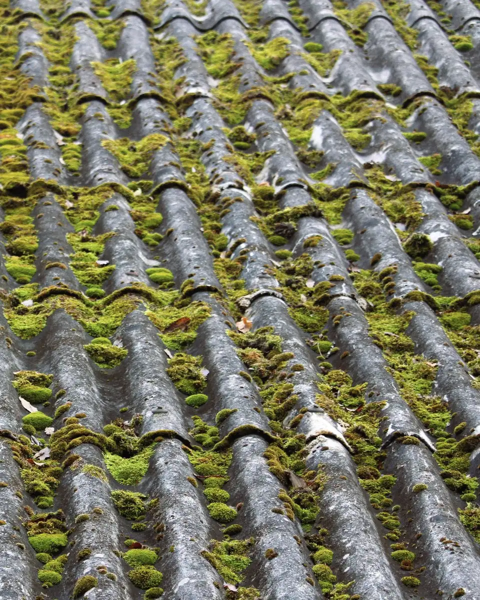 Old slate roof with moss growing between the tiles