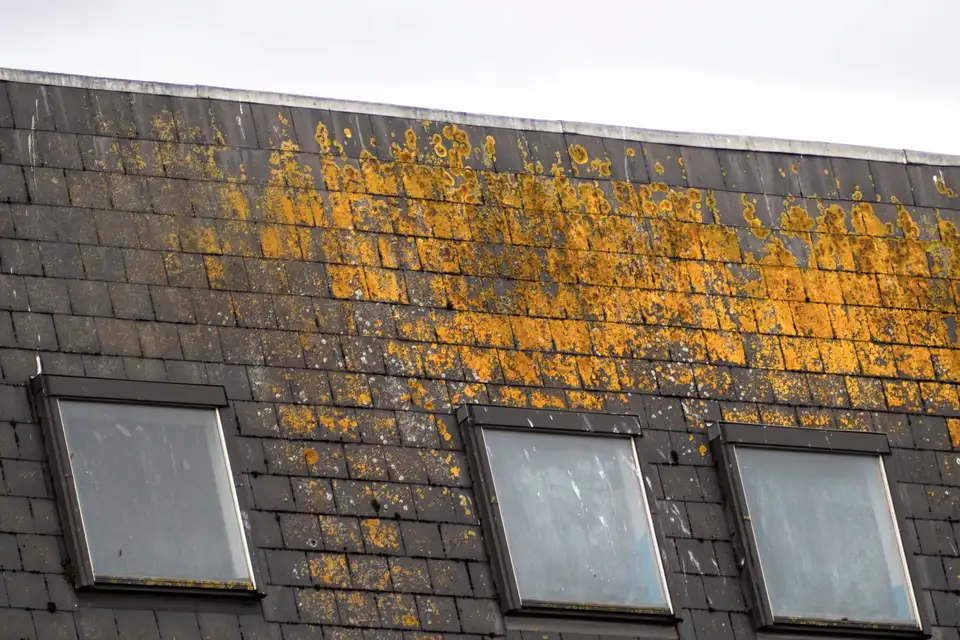 Roof with skylights and moss